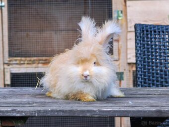Anglická angora - 2