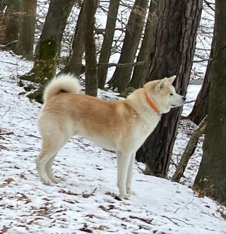 Akita Inu krytí - 2