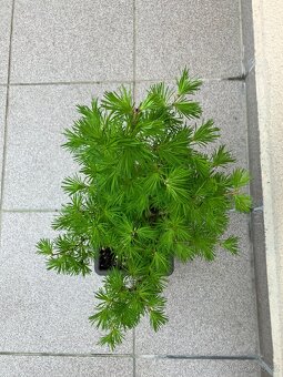 Bonsai, Bonsaj, jamadori, modřín - 2