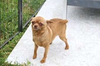 Čivava krátkosrstá s pp FENKA - 2