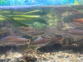 Tetra konžská - Phenacogrammus interruptus - 2