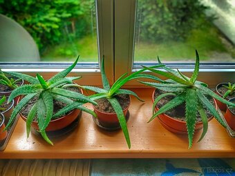 Prodám sazenice Aloe Vera - 2
