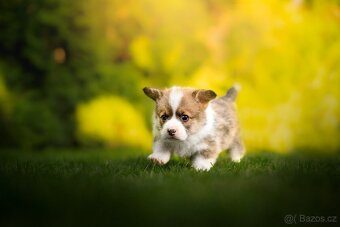 Welsh corgi pembroke - pejsek s PP - 2