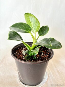 Philodendron birkin - 2