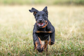Beauceron - francouzský ovčák s PP - 2