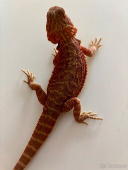 Agama vousata Coral Trans - 2