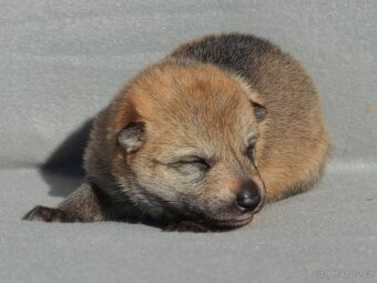 Československý vlčák - 2