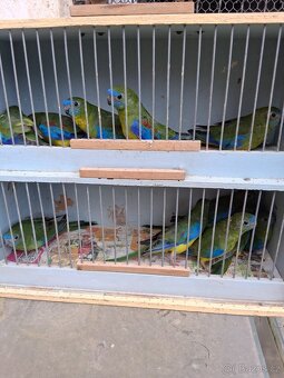 Neofema tyrkysová- prodám - 2