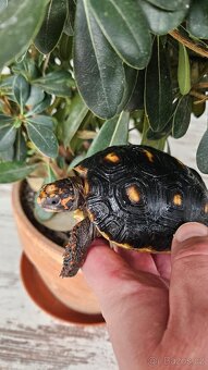 Želva uhlířská - 2