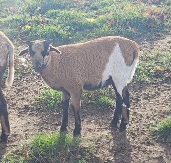 Kamerunská ovce - beránek - 2