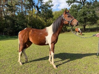 1,5 letá klisna po Fantastic DJ Valentine - 2