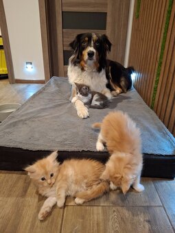 Mainská mývalí kočička - 2