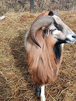 Kamerunsky beran - 2