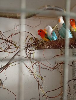 Agapornis Fischer - 2