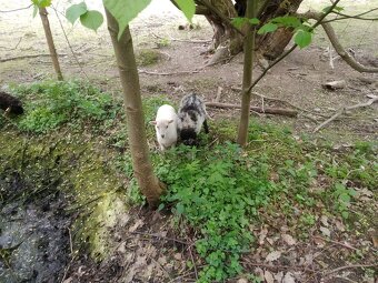 Prodám beránka - 2