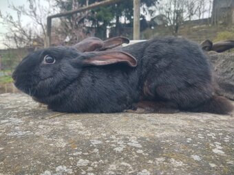 Mladé loňské samice - 2