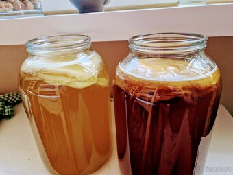 Kombucha - Scoby - Startér - 2