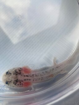 Axolotl - 2