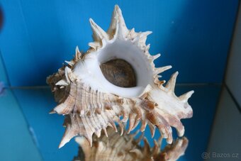 Hexaplex fulvescens s operculem - 2