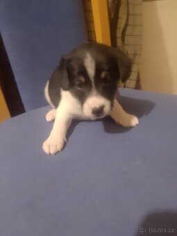 Jack Russel teriér - 2
