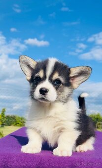 Welsh corgi pembroke s PP (FCI) - 2