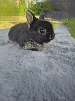 Zakrslý bilopesikatý králík - 2