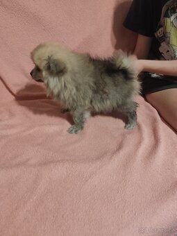 Špic pomeranian štěňátka - 2