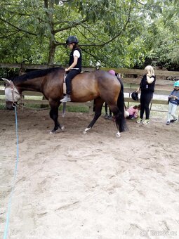 Quarter horse - 2
