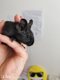 Osmák degu - 2