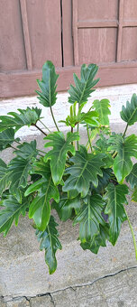 Philodendron xanadu - 2
