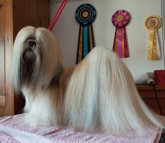 Lhasa Apso štěňata s PP 2025/26 - 2