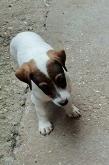 Jack Russell terier - 2
