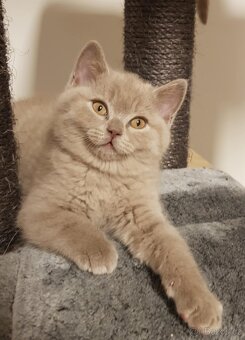 Krasna britská kratkosrstna koťata - 2