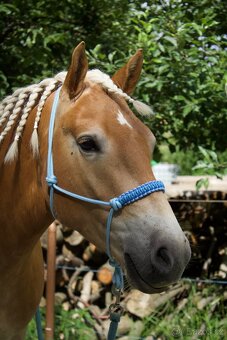 Prodám haflinga - 2