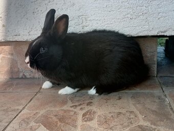 Zakrslý Králíček Hladký - 2