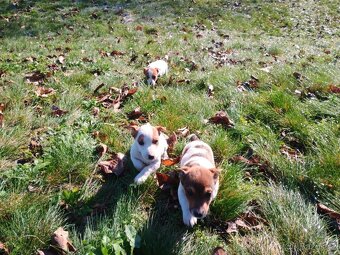 Jack Russel - 2