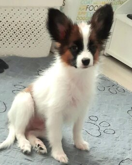 Papillon s PP-pejsek - 2