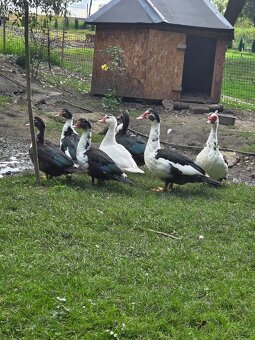 Kachna pižmová - 2