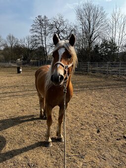 4 letý Valach Hafling - 2