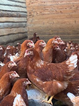 Prodej Kuřic Lohman - 2