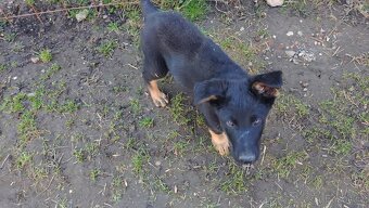 Štěňata německého ovčáka bez PP - 2