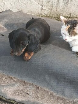 Jezevčík trpasličí - 2