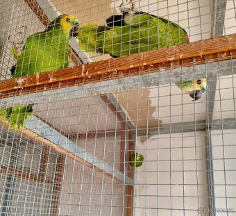 Amazoňan modročelý (3 samci a 1 samice) - 2