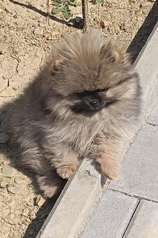 Pomeranian s PP FCI - 2