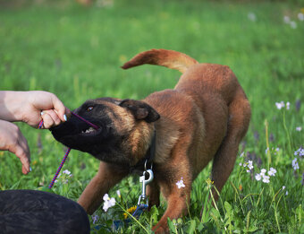 Belgický ovčák malinois, fena s PP - 2