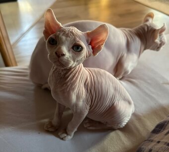 Kočička Sphynx - Elf - 2