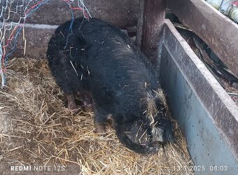 Prodám kuně kune - 2