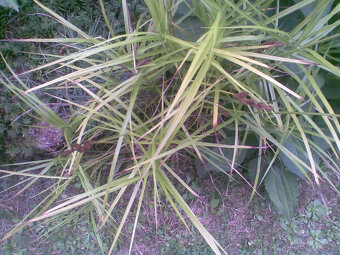 Ozdobná travina Carex Muskingumensi, papyrusová,sazenice - 2