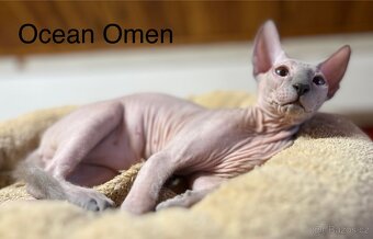 Don Sphynx s prukazem původu - 2