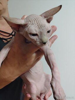 Kanadský sphynx - 2